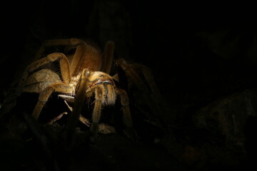 Close up of a brown, reddish colored tarantula with hairy legs and many eyes with a black background for copyspace
