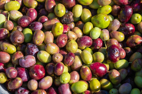 Ripe olives picking in Pakostane, Croatia