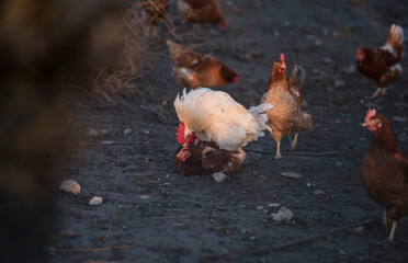 Hühner Freilandhaltung