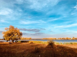 Fototapeta premium autumn landscape with trees