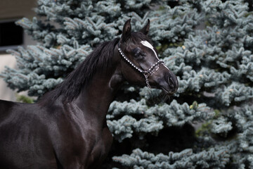 Portrait of a beautiful young black arabian horse on natural green background, head closeup