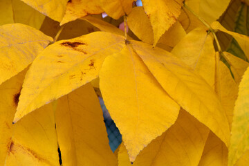 Yellow Magnolia Leaf Trio 01