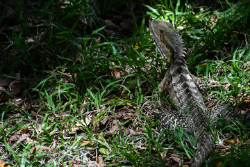 Eastern water dragon (Australian water dragon) sitting in grass in Queensland, Australia