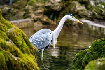 gray heron in city park