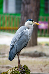 gray heron in city park