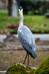 gray heron in city park