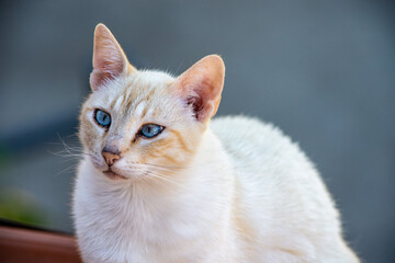 the white cat pet in the house