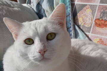 cat portrait pet in the house