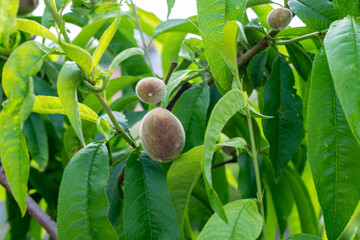 the ALMOND FRUIT nature  life