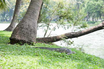 giant lizard resting in the park