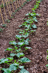 the nature green zucchini seedlings
