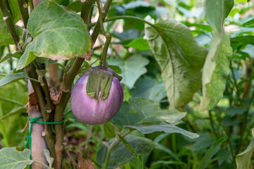 eggplants growing in their plant