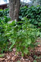 green basil for table food seasonings