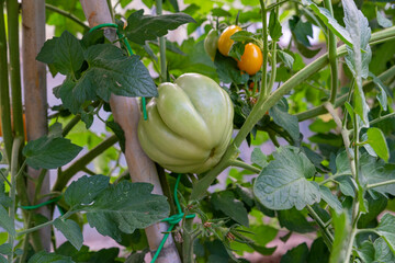 tomatoes for food use during growth