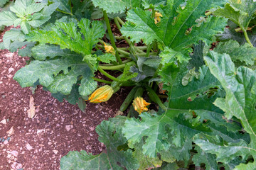 growing zucchini with flowers ready for harvest