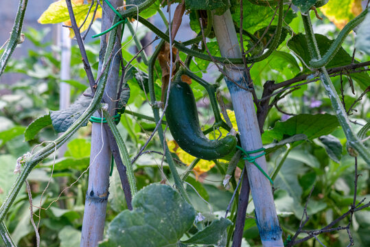 growing cucumbers for salad dressings