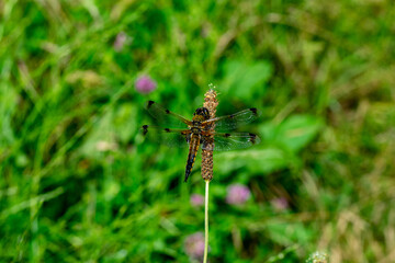 DRAGONFLY ON THE FLOWER  in the garden to house