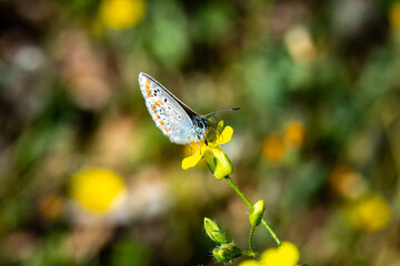 waits for butterfly in the garden to house