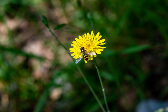eupeodes luniger  in the garden to house