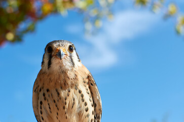Beautiful shot of an American kestrel bird on a blue sky background