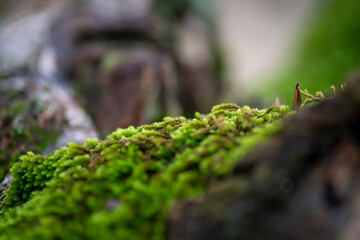 wild moss on a tree in winter