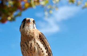 Beautiful shot of an American kestrel bird on a blue sky background