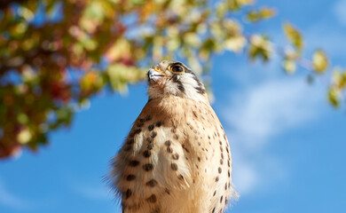 Beautiful shot of an American kestrel bird on a blue sky background