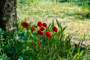 poppies and ears of corn