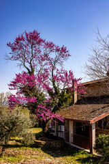 the house in colors in the city of terniv