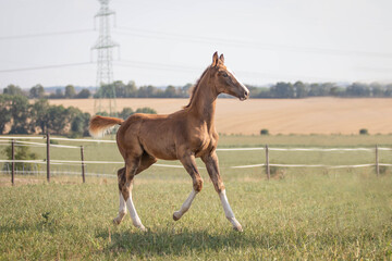 Obraz premium foal in the field