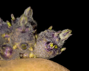 Obraz premium Potato sprout macro shot