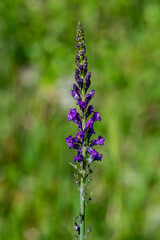 purple linaria in the city of terni
