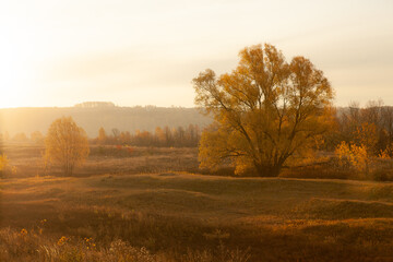 Fototapeta premium tree at sunrise