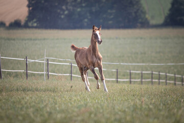 foal