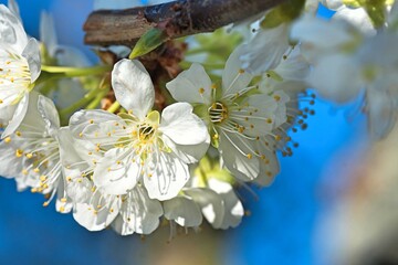 spring nature in to the garden