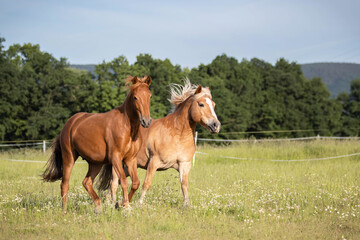Obraz na płótnie Canvas two horses on a meadow