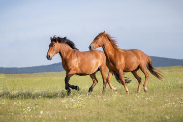 Obraz na płótnie Canvas horse on the meadow