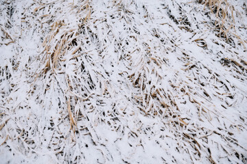 Field in the late autumn