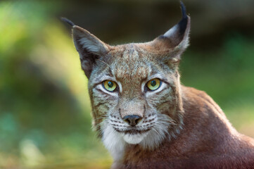 Kopfporträt eines eurasischen Luchs