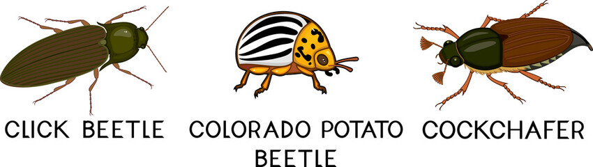 Set of insect pests of agricultural plants (click beetle, colorado potato beetle and cockchafer) isolated on white background