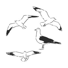 seagulls set hand drawn vector llustration realistic sketch, gulls birds, vector sketch illustration