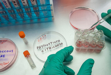 Samples of a tiny fungus in oranges called Phyllosticta citricarpa or black spot, it is a pest...