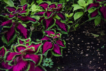 Coleus, Asia plant, Lamiaceae family, Plectranthus Scutellarioides