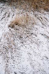 Field in the late autumn