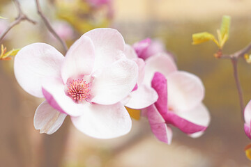 Blooming magnolia flower on the tree. Spring flowering magnolia.