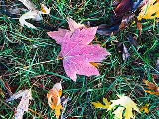 autumn leaves background. autumn leaves on the ground