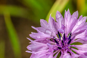 close up of a purple flower