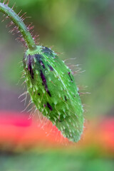 Green bud