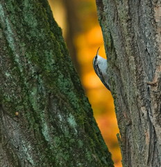 Eurasian treecreeper. Common treecreeper. Certhia familiaris.