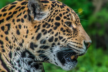 Portrait of a beautiful African leopard